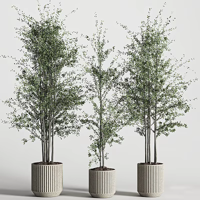 Tall Bonsai Potted Plants with Vertical Striped Pots and Lush Green Foliage 3d model