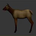 Brown and Light Brown Fawn Standing on Gray Background 3D Rendering Model