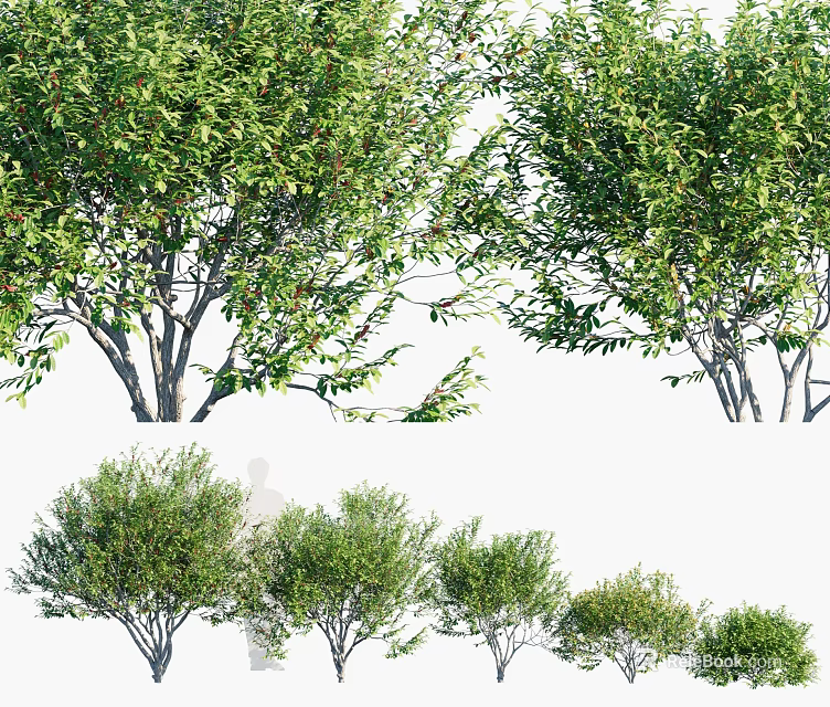 Arbor Trees With Lush Green Foliage And Different Heights In Garden View 3d model 