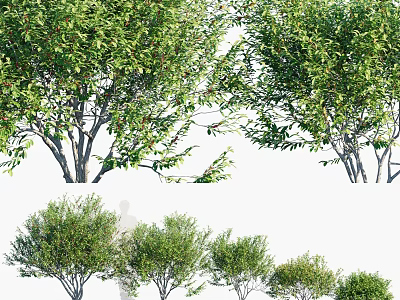 Arbor Trees With Lush Green Foliage And Different Heights In Garden View 3d model