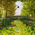 Picturesque Autumn Ginkgo Tree Lined Scenery With Fallen Yellow Leaves Clear Stream And Flying Bird