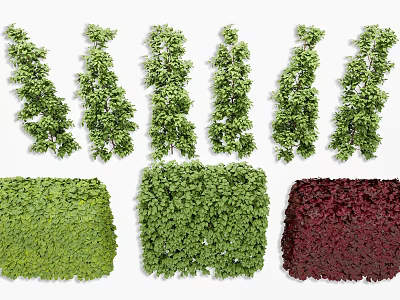 Different Types of Decorative Shrubs with Green and Red Foliage for Landscape Gardens 3d model