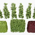 Different Types of Decorative Shrubs with Green and Red Foliage for Landscape Gardens