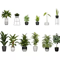 Various Green Potted Plants With Ceramic Pots And Metal Stands For Home Decor