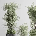 Garden Ornamental Greenery With Various Sizes Potted Plants And Black Textured Square Pots
