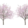 Two Flowering Trees With Pink Blossoms Standing Side by Side in Full Bloom