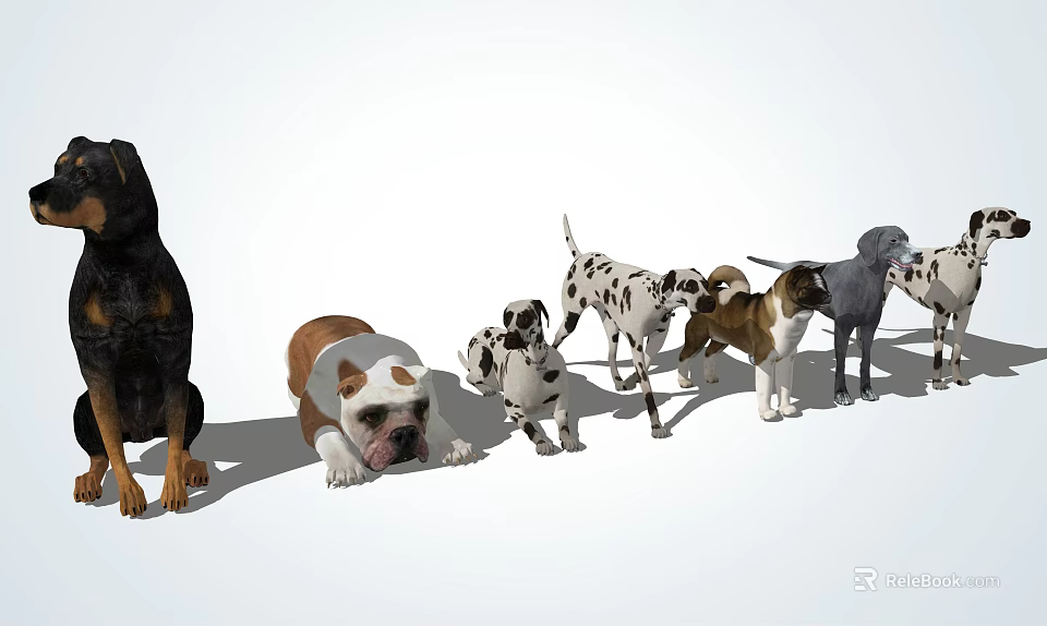 Different Dog Breeds Lined Up Standing And Lying On White Background 3d model 