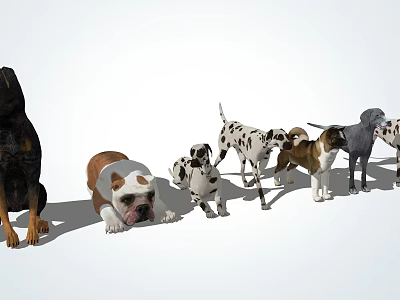 Different Dog Breeds Lined Up Standing And Lying On White Background 3d model