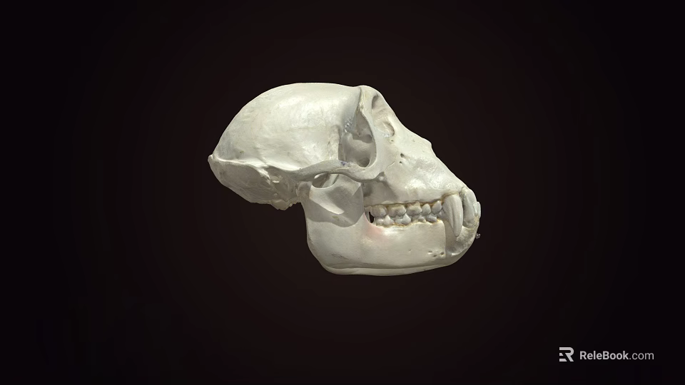 Detailed White Primate Skull Display On Dark Background With Visible Teeth 3d model
