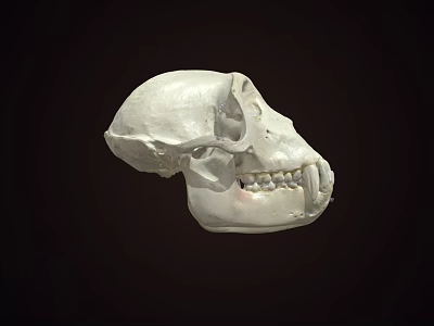 Detailed White Primate Skull Display On Dark Background With Visible Teeth 3d model