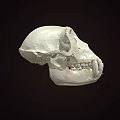 Detailed White Primate Skull Display On Dark Background With Visible Teeth 3d model