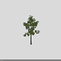 Single Tall Arbor Tree Featuring Straight Trunk Green Leaves And Lush Branches