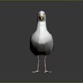 Gray and White Seagull Standing with Yellow Beak and Pink Feet on Gray Background