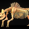 Triceratops Dinosaur Skeleton With Horned Skull Vertebral Column And Limb Bones