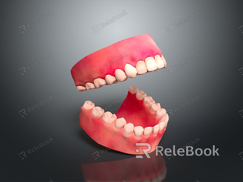 Teeth Teeth Gingival Dentures Oral Organs Medical Teaching Aware Articles model