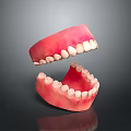 Detailed Game Movie Character Tooth Model With Pink Gums And White Teeth Design