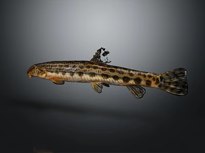 Spotted Fish With Brown And Black Patterns On Slender Body And Fins 3d model