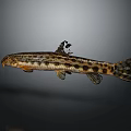 Spotted Fish With Brown And Black Patterns On Slender Body And Fins