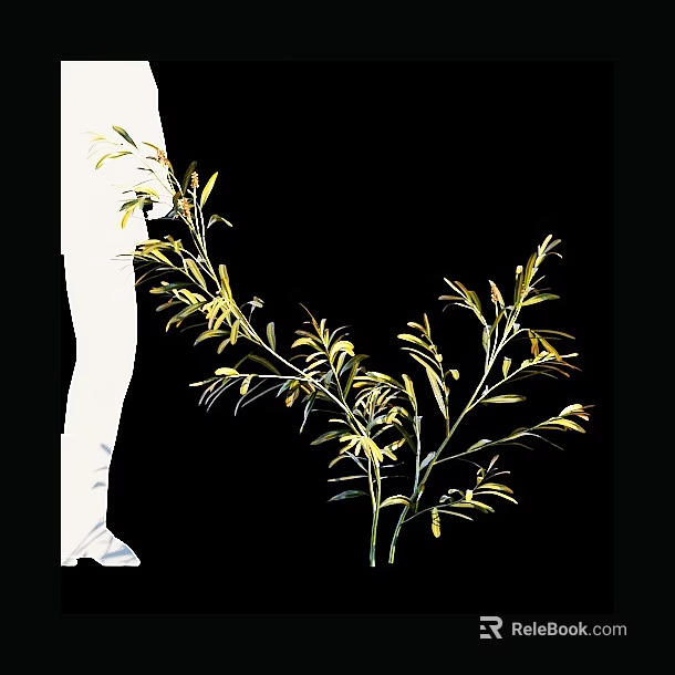 Decorative Shrub With Green And Yellow Leaves On Slender Branches 3d model 