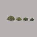 Various Green and Yellow Shrub Varieties with Dense Foliage for Garden Landscaping