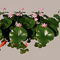 Aquatic Plants With Pink Lotus Flowers Green Lily Pads And Goldfish