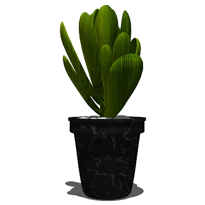 Bonsai Potted Plant With Large Green Leaves In Black Marble Textured Pot 3d model