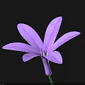 Beautiful Purple Flower With Multiple Petals On Black Background And Green Stem