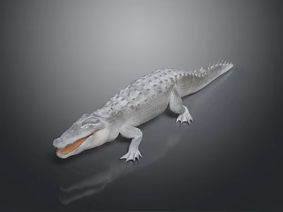 White Crocodile With Open Mouth And Reflection On Gray Background 3d model