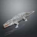 White Crocodile With Open Mouth And Reflection On Gray Background 3d model