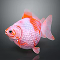 Pearlscale Goldfish with Pink and Orange Round Body Large Eyes Transparent Fins on Dark Background