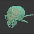 Dried Brown Insect Specimen With Detailed Exoskeleton Legs And Head On Black Background