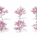 Beautiful Blooming Trees With Pink Flowers Displaying Multiple Natural Shapes 3d model