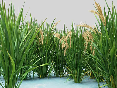 Rice Plants With Green Leaves And Golden Ears Growing In Water 3d model
