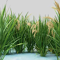Rice Plants With Green Leaves And Golden Ears Growing In Water