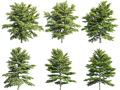 Six Different Types of Arbor Trees with Lush Green Foliage and Branches 3d model
