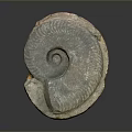 Chi chrysanthemum stone ancient fossil stone chrysanthemum fossil items 3d model