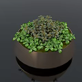 Bonsai Potted Plant in Golden Round Pot with Fresh Green Leaves and Mixed Foliage