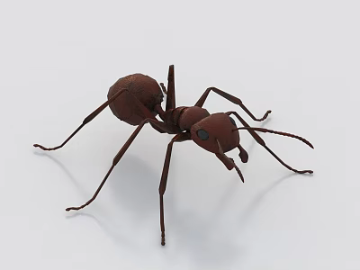 Brown Reptile With Long Legs And Segmented Body On White Background 3d model