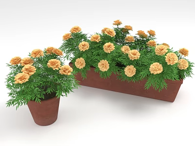 Yellow Flowers With Green Leaves In Small Pot And Rectangular Planter 3d model