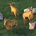 Group of Three Brown Horned Reptiles Moving On Green Grass Near Stones
