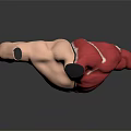 Human Torso Anatomical Model Displaying Left Muscular And Right Red Muscle Structure