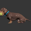 Dachshund With Blue Collar Holding Tennis Ball Standing On Black Reflective Surface Against Dark Background