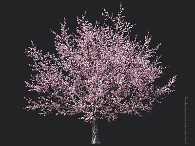 Beautiful Blooming Tree with Lush Pink Blossoms Against Black Background 3d model