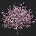 Beautiful Blooming Tree with Lush Pink Blossoms Against Black Background