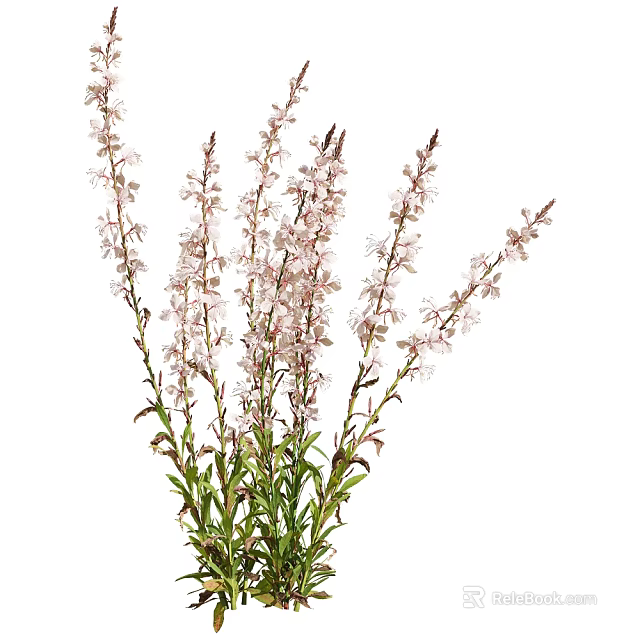 Beautiful Fresh Blooming Pink Flowers With Slender Stems And Green Leaves 3d model 