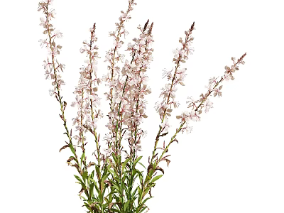 Beautiful Fresh Blooming Pink Flowers With Slender Stems And Green Leaves 3d model