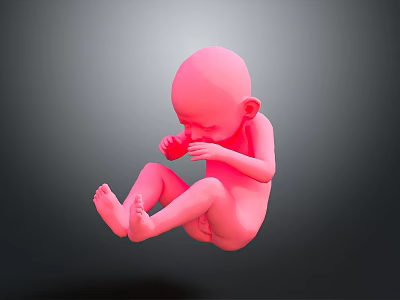 Detailed Pink Human Fetus Model in Crouched Position 3D Medical Rendering 3d model