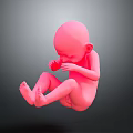 Detailed Pink Human Fetus Model in Crouched Position 3D Medical Rendering