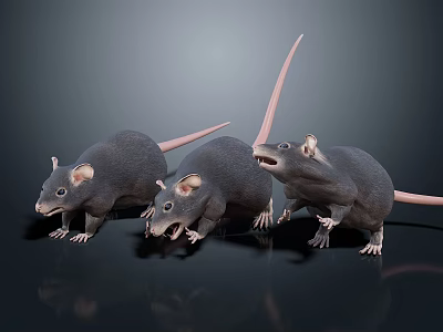 Three Gray Mice Displaying Alert Postures On Dark Reflective Surface 3d model