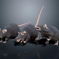 Three Gray Mice Displaying Alert Postures On Dark Reflective Surface